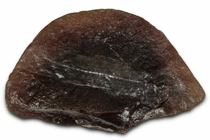 Fossil Lycopsid Bract (Lepidostrobophyllum) Nodule Half #336198